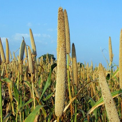 हाइब्रिड