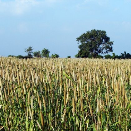 स्थानीय