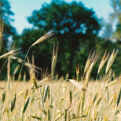 स्थानीय