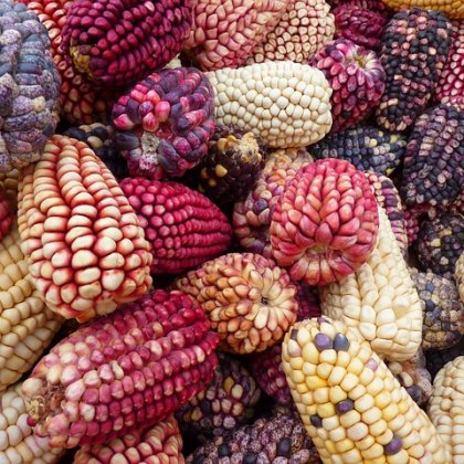 देसी रेड