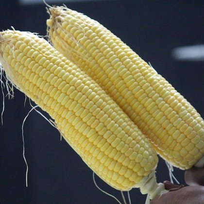 देसी सफेद