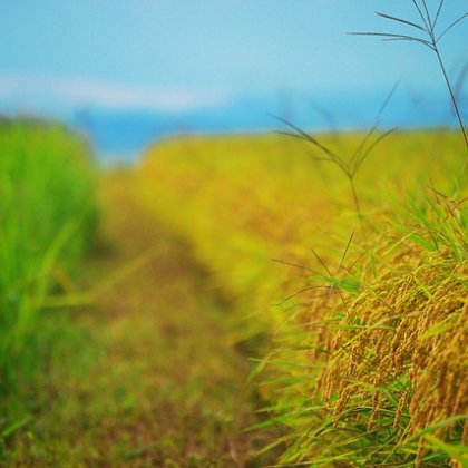 अलूर सन्ना