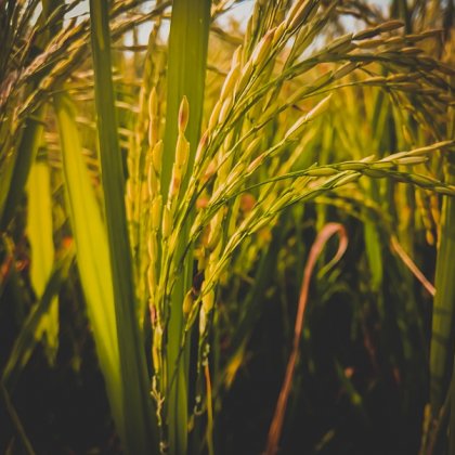 हसन दप्पा