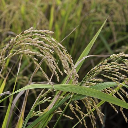 धान मध्यम