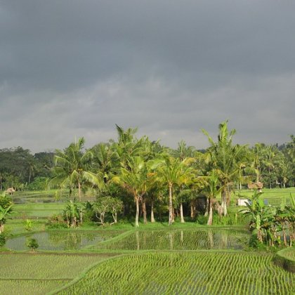 राजहम्सा