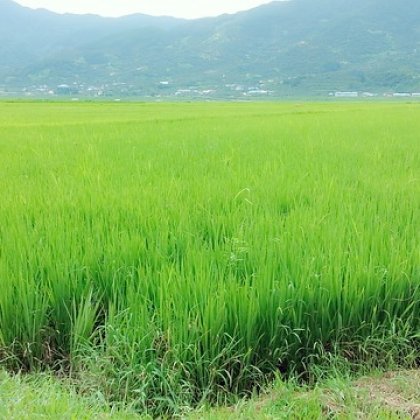 सिन्ना पोनी