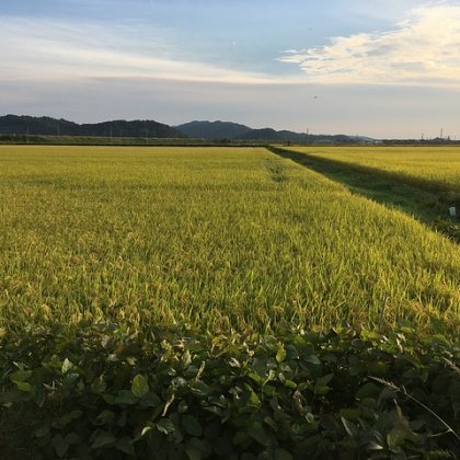 सुपर पोन्नी