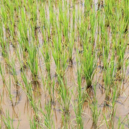 स्वर्ण मसूरी (नया)