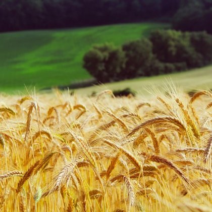 राजस्थान तुकड़ी
