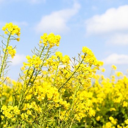 कैनोला (रेपसीड)