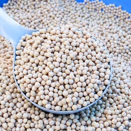 सफेद फोजी