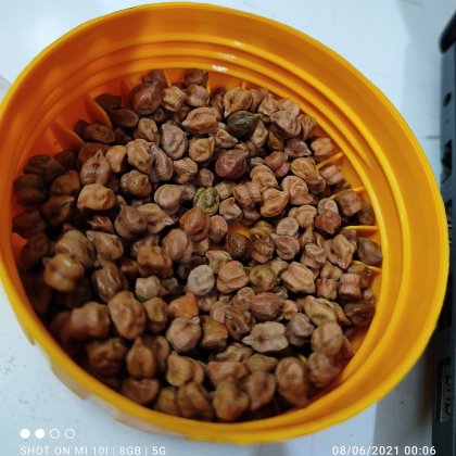 घोड़े का चना