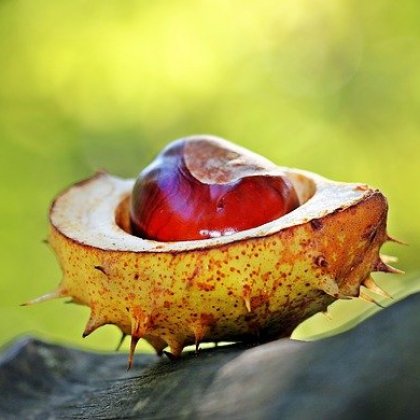 गोलियां