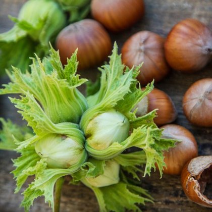 हेज़लनट्स (फिल्बरेट्स)