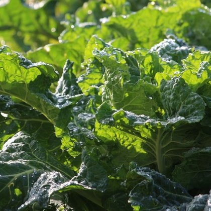 कोलार्ड्स -हरा