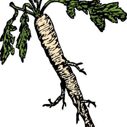 हॉर्सरैडिश