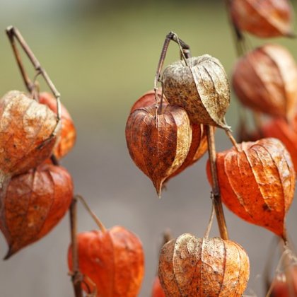 टोमटिल्लो