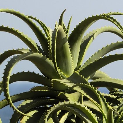 कैक्टस की पत्तियां