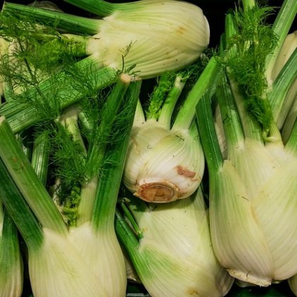 अजवाइन की जड़