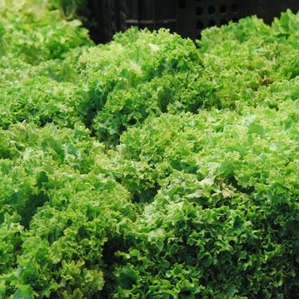 इसकारोले