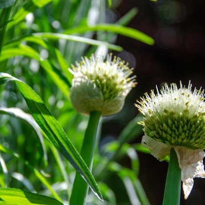 नागदौना