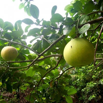 प्यूमेलो