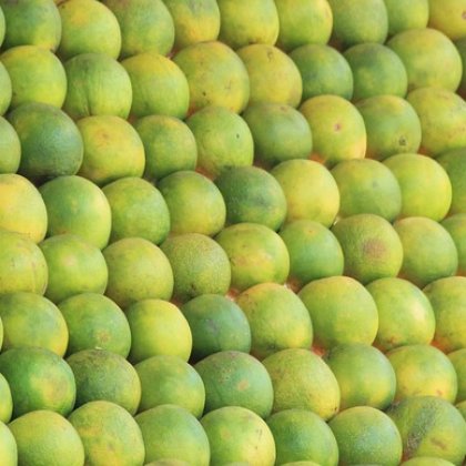 मौसम्बी