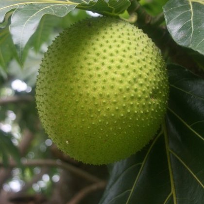 ब्रेड फ्रूट