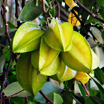 कैम्बोला (स्टार फ्रूट)