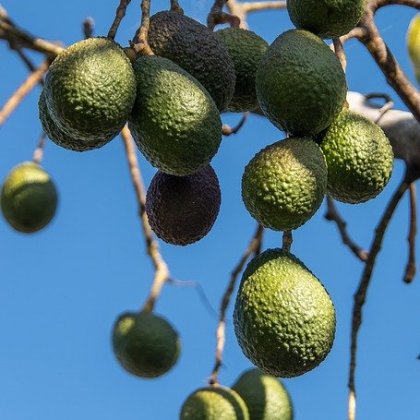 पिंकर्टन