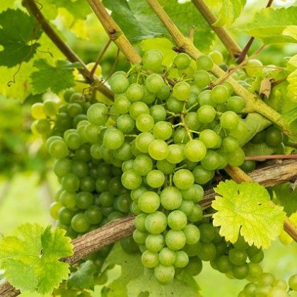 थॉम्पसन (हरा, बीज रहित)