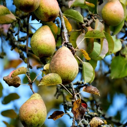 कॉमिक्स