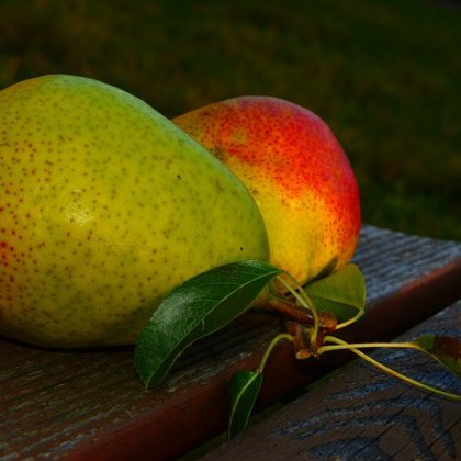 लाल बार्टलेट