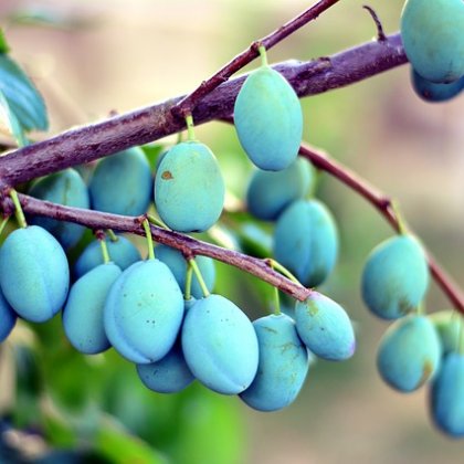 प्लम और प्रून