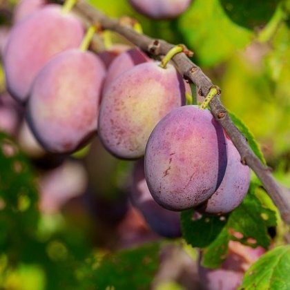 सांता रोजा