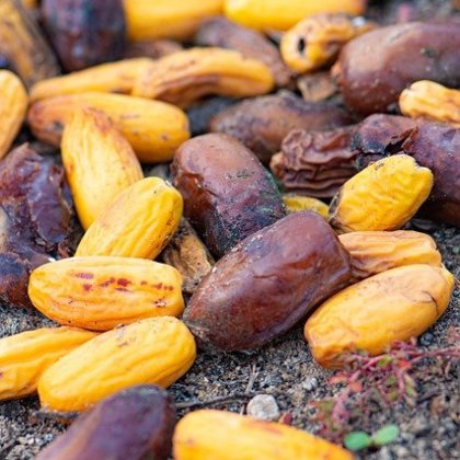 दिनांक, अंजीर