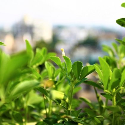 मेथी के बीज