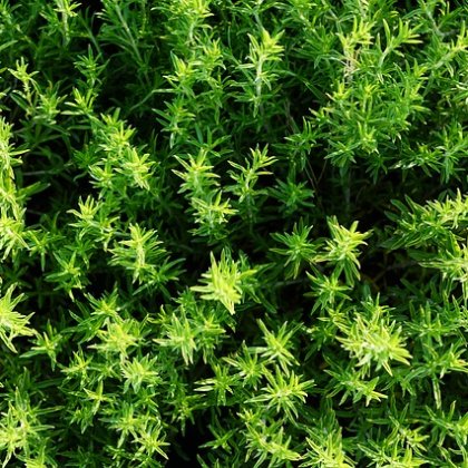 अजवायन के फूल