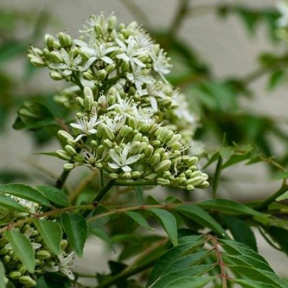 करी पत्ता